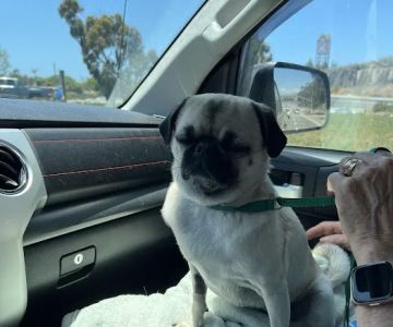 Companion Pet Care