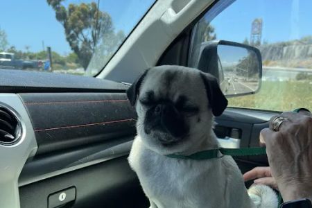 Companion Pet Care