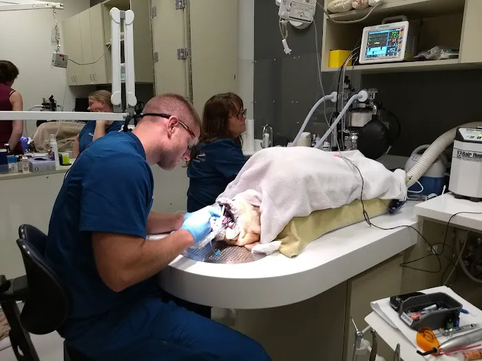 Veterinary Dental Specialties & Oral Surgery 4