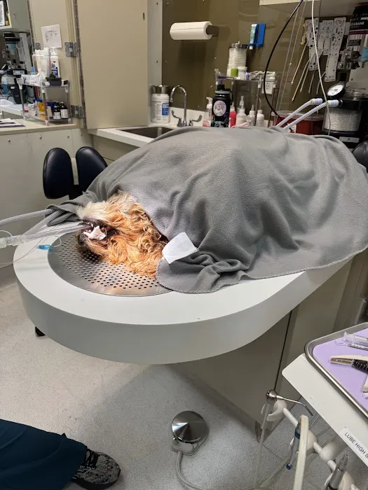 Veterinary Dental Specialties & Oral Surgery 3