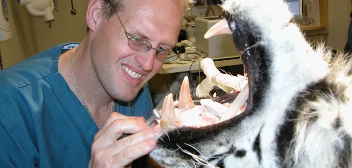 Veterinary Dental Specialties & Oral Surgery 6