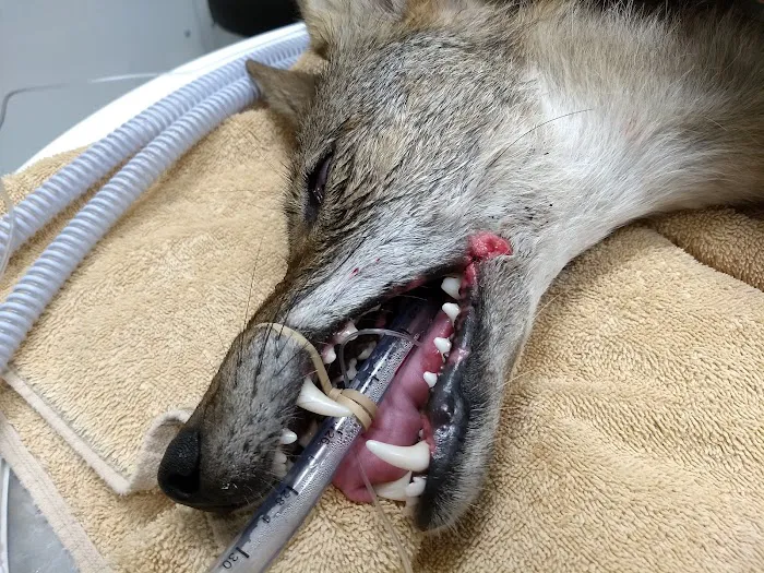 Veterinary Dental Specialties & Oral Surgery 7