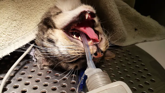 Veterinary Dental Specialties & Oral Surgery 5