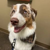Veterinary Dental Specialties & Oral Surgery ico