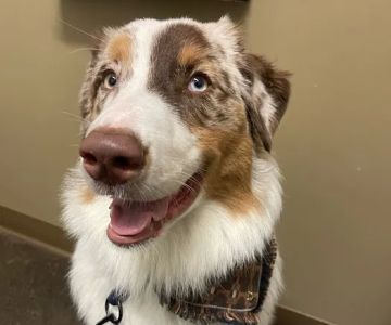 Veterinary Dental Specialties & Oral Surgery