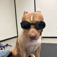 Animals Only ico