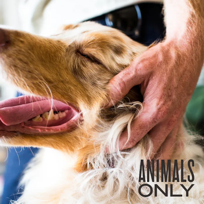 Animals Only 9