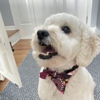 Valley Animal Hospital ico
