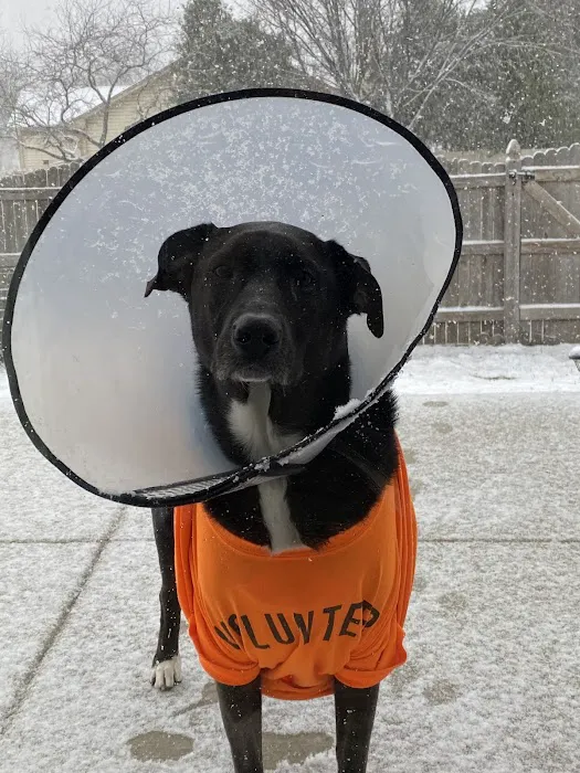Eye Care for Animals - St Charles 12