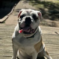 Eye Care for Animals - St Charles ico