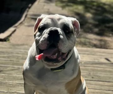 Eye Care for Animals - St Charles