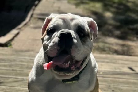 Eye Care for Animals - St Charles