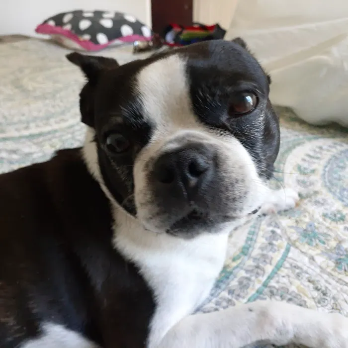Eye Care for Animals - St Charles 12