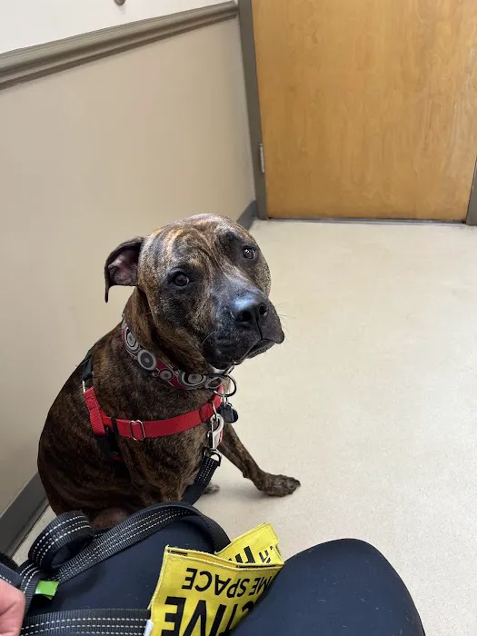 Animal House Veterinary Hospital 12