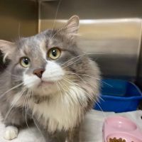 Animal House Veterinary Hospital ico