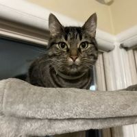 Vetco Total Care Animal Hospital ico