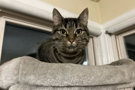 Vetco Total Care Animal Hospital