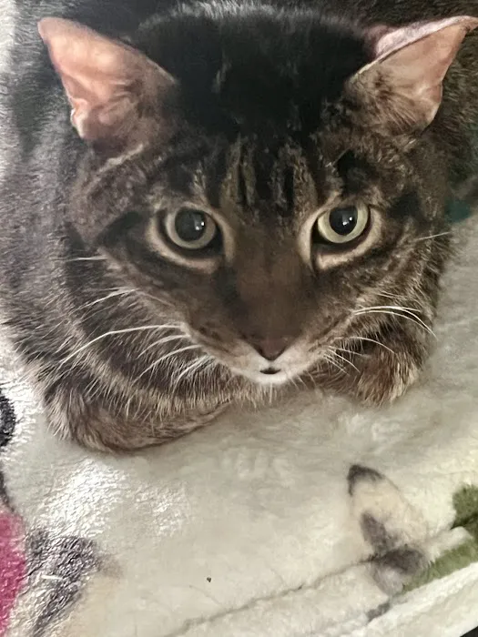 Vetco Total Care Animal Hospital 12
