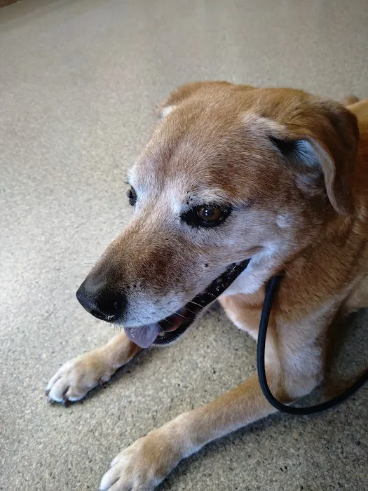 Fox Valley Veterinary Clinic 2