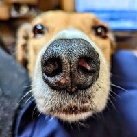 Fox Valley Veterinary Clinic ico