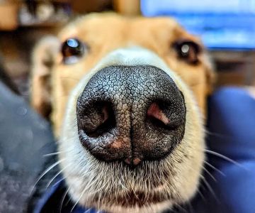 Fox Valley Veterinary Clinic