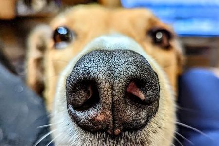 Fox Valley Veterinary Clinic