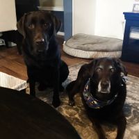 Animal House Veterinary Hospital ico