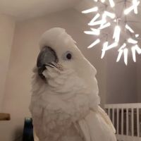 Animal House Veterinary Hospital ico