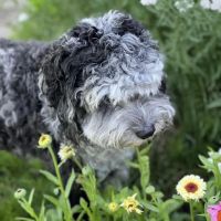 Randall Orchard Crossing Animal Hospital ico