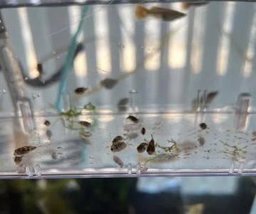 South River Aquarium