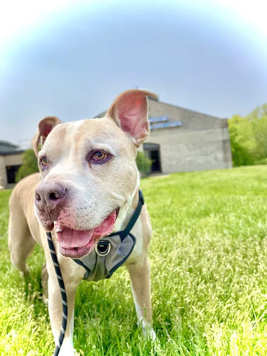 VCA Aurora Animal Hospital 12