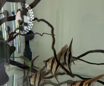 Amazonia Tropical Fish LLC