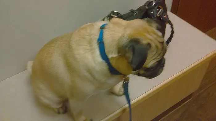 Millbrook Animal Care Clinic 12