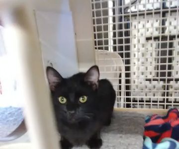 Petco