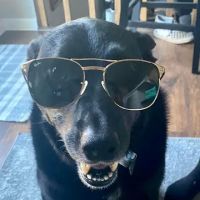 Countryside Veterinary Clinic ico