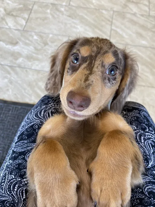 Sugar Grove Animal Hospital 12