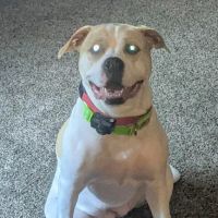 Sugar Grove Animal Hospital ico