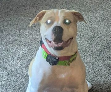 Sugar Grove Animal Hospital