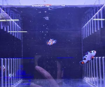 Reefez Aquarium