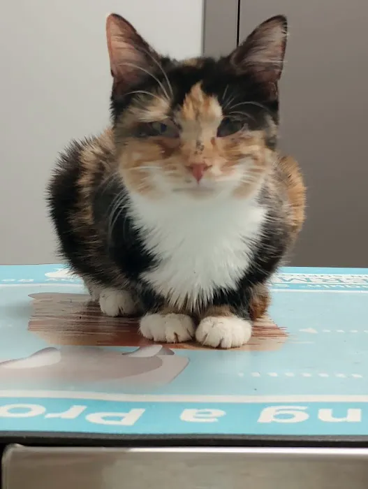Premier Paws 12