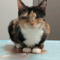 Premier Paws ico