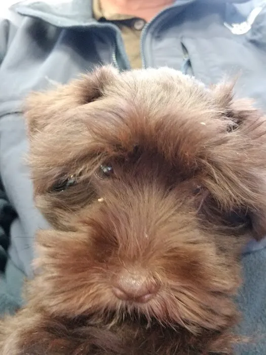 Premier Paws 12