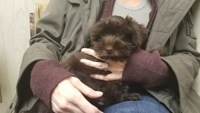 Premier Paws 12