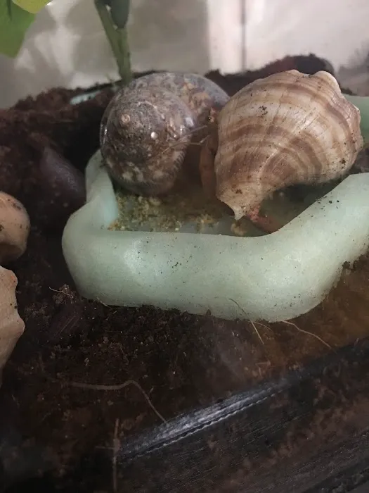 Hermit Crab Patch 12