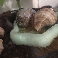 Hermit Crab Patch ico