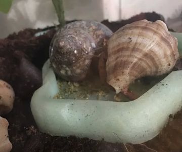 Hermit Crab Patch