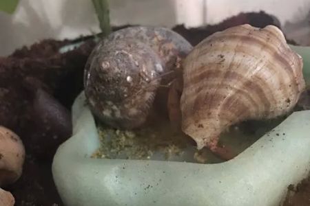 Hermit Crab Patch