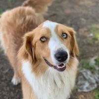 Shorewood Animal Hospital ico