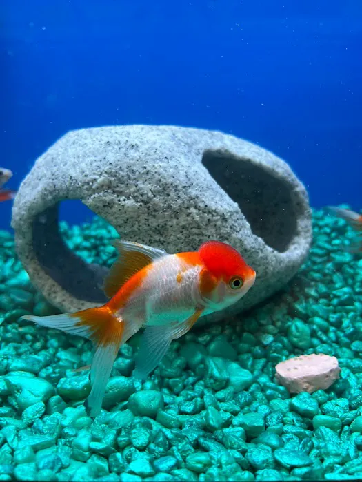 Pet Supermarket 12