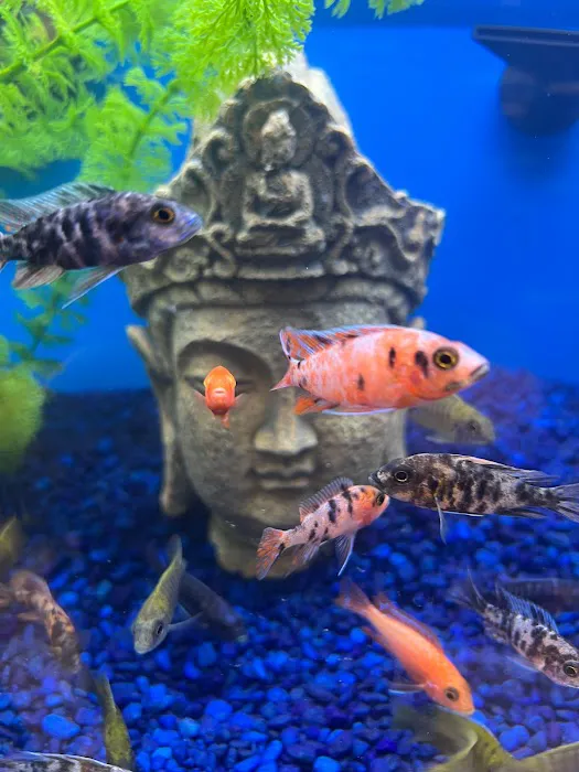 Pet Supermarket 12